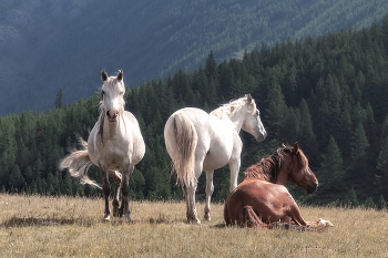 Непокоренная свобода / ***