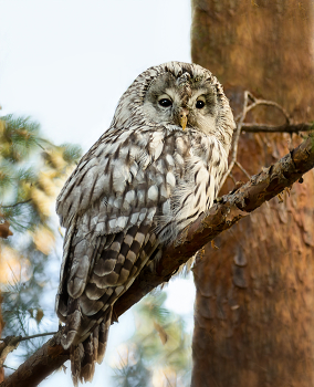 Неясыть длиннохвостая. / Слёток, хорошо летает, видела двух, но разорваться не получилось.
Поснимала одну, потом пошла искать вторую..
немного расстроилась, т. к. поняла, что пока снимала первую, вторую мамка покормила, а я не сняла такой процесс.