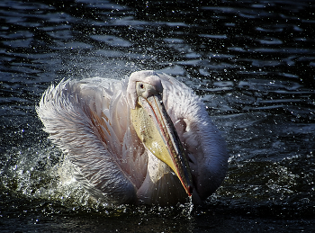 Водные процедуры пеликана / ***
