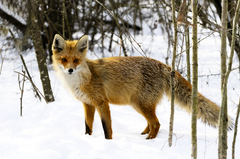 На сносях / ***
