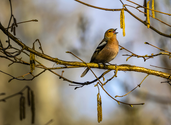 Вестник весны / ***
