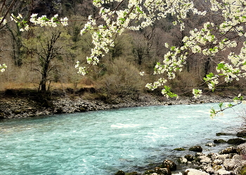 Вишня зацвела в горной Абхазии / Вишня зацвела в горной Абхазии