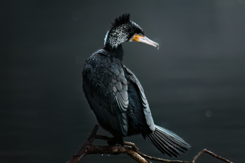 В чащах юга / Живая природа