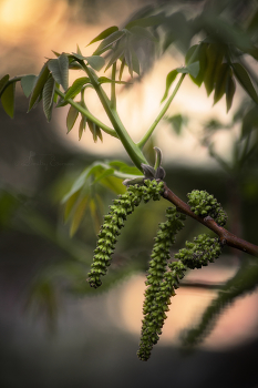 Зелёный ритм... / ***