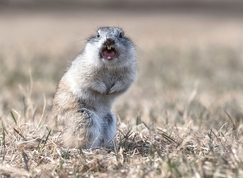 Ругается / ***