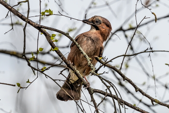 Весеннее пробуждение / ***