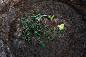 Жизнь вокруг / ***