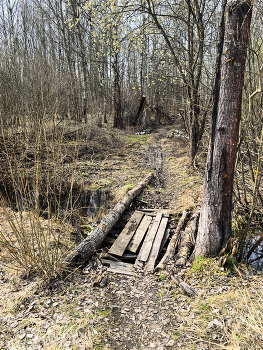 Весенний лес. / ***