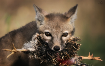 Страсти-мордасти / Молодой корсак ( степная лиса).
Окрестности Маныча, май 2025г.
© PHOTOTRAVEL.PRO