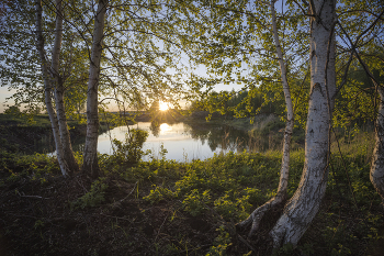 &nbsp; / Летний вечерний пейзаж озера с березами