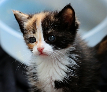 Котёнок / ***