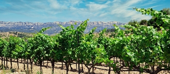 &nbsp; / Poboleda - vinyes Montsant al fons - Priorat
