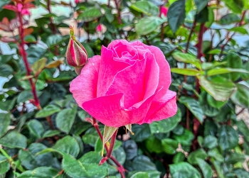 &nbsp; / El Pont d'Armentera - rosa - Alt Camp