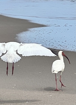 &nbsp; / Birds on a beach