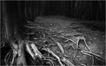 Корни / ***