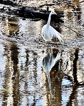 &nbsp; / Great egret in the waters