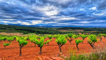 &nbsp; / El Masroig - vinya - Priorat