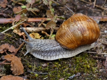 &nbsp; / ist diese Weinbergschnecke