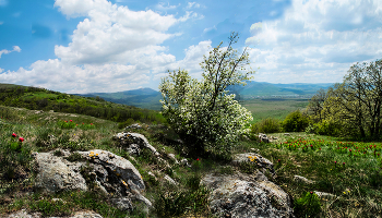 Весна в предгорье / Крым