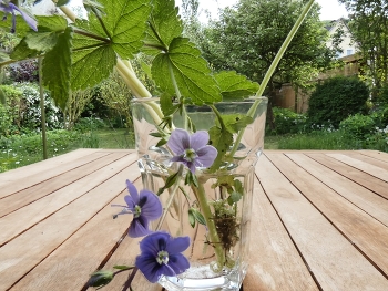 &nbsp; / Steht ein Glas mit ein paar Blüten und Pusteblumen, da gehen viele Fotos...
