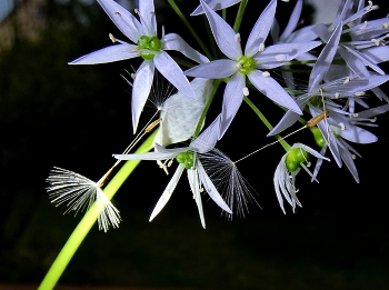 &nbsp; / Ein paar Samen der Pusteblume hatten sich in der Bärlauchblüte verfangen, 
Mit einer Taschenlampe hab ich das Licht dazu gebracht