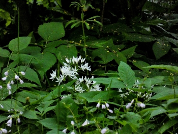 &nbsp; / Der Bärlauch hat sich in meinem Garten ziemlich breit gemacht, immer wieder schön zu sehen
