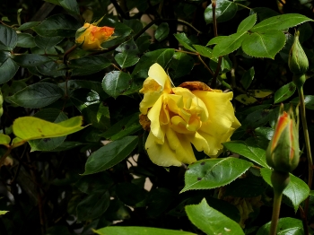 &nbsp; / Meine gelbe Rose blüht nonstop