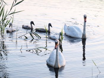 &nbsp; / A beautiful photo of swans, I think you'll like it
