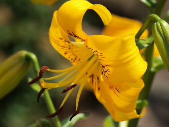 &nbsp; / A very nice photo of a flower, maybe it will bring you some joy?