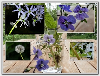 &nbsp; / .. Hatte ich Pusteblumen, Bärlauchblüte und Ehrenpreis in ein Glas gestellt um Fotos zu machen