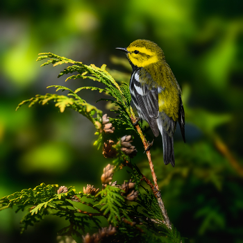 Black-throated Green Warbler / Black-throated Green Warbler