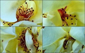 &nbsp; / Blick in die Rosenblüten