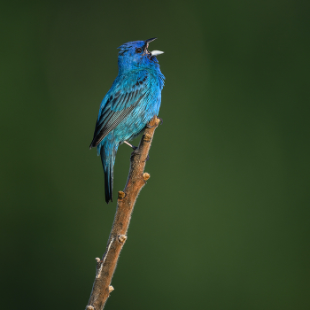 Indigo Bunting (Passerina cyanea) / Indigo Bunting (Passerina cyanea)