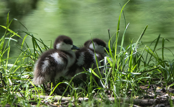 Малыши. / Птенцы огарей.