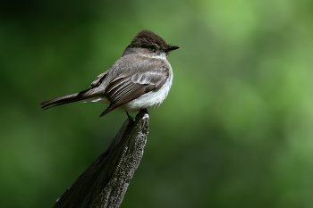 Eastern phoebe / Eastern phoebe