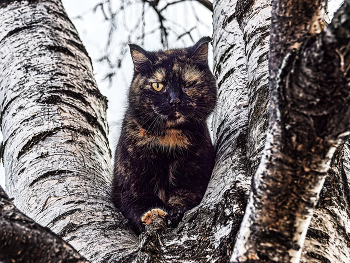 развилка / ***