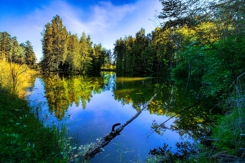 Лесное озеро / ***