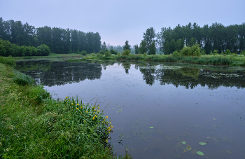 Утро в парке / ***