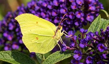&nbsp; / Zitronenfalter bzw Schmetterling im Garten in Zeulenroda 
Foto by Marcel Krawetzke mkdeluxephotography