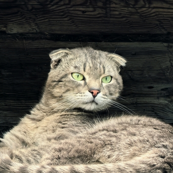 Кот Чоп / Взляд