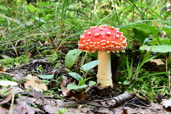 Мухомор / Осенние дары
