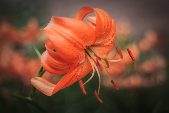 «Мэрилин Монро» / Лилия ланцетолистная Lilium lancifolium
Также известный как: Лилия тигровая