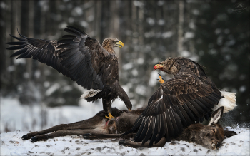 FIGHT ! / Северная Беларусь, заказник «Красный Бор», февраль 2026.
Заключительный день заключительной поездки в КБ сезона 2026.
Одни из самых крупных птиц средней полосы - два орлана-белохвоста.

Приглашаю на фотосъемку животных, хищных птиц и др. в январе-феврале 2027г.
Подробности на сайте.
(с) https://phototravel.pro/phototravel2027/