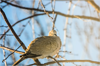Спать пора!.. / Кольчатая горлица (Streptopelia decaocto)