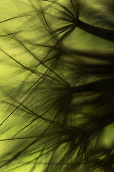 Taraxacum.3 / ***