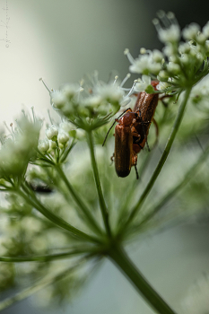 Вдали от глаз / Rhagonycha fulva