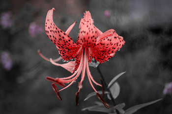 "Драгоценная пауза" / Лилия сорта «Пинк Тайгер» (Pink Tiger), разновидность тигровой лилии (Lilium lancifolium).