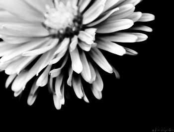 BW#4 / © 2012 Alexa Kuznetsova / Russia