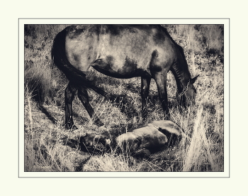 Воля / ***