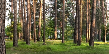 Лето / ***
